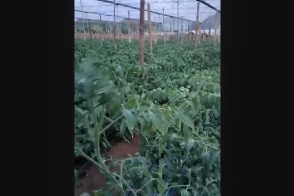 Vườn cà chua của HTX Ba Chữ