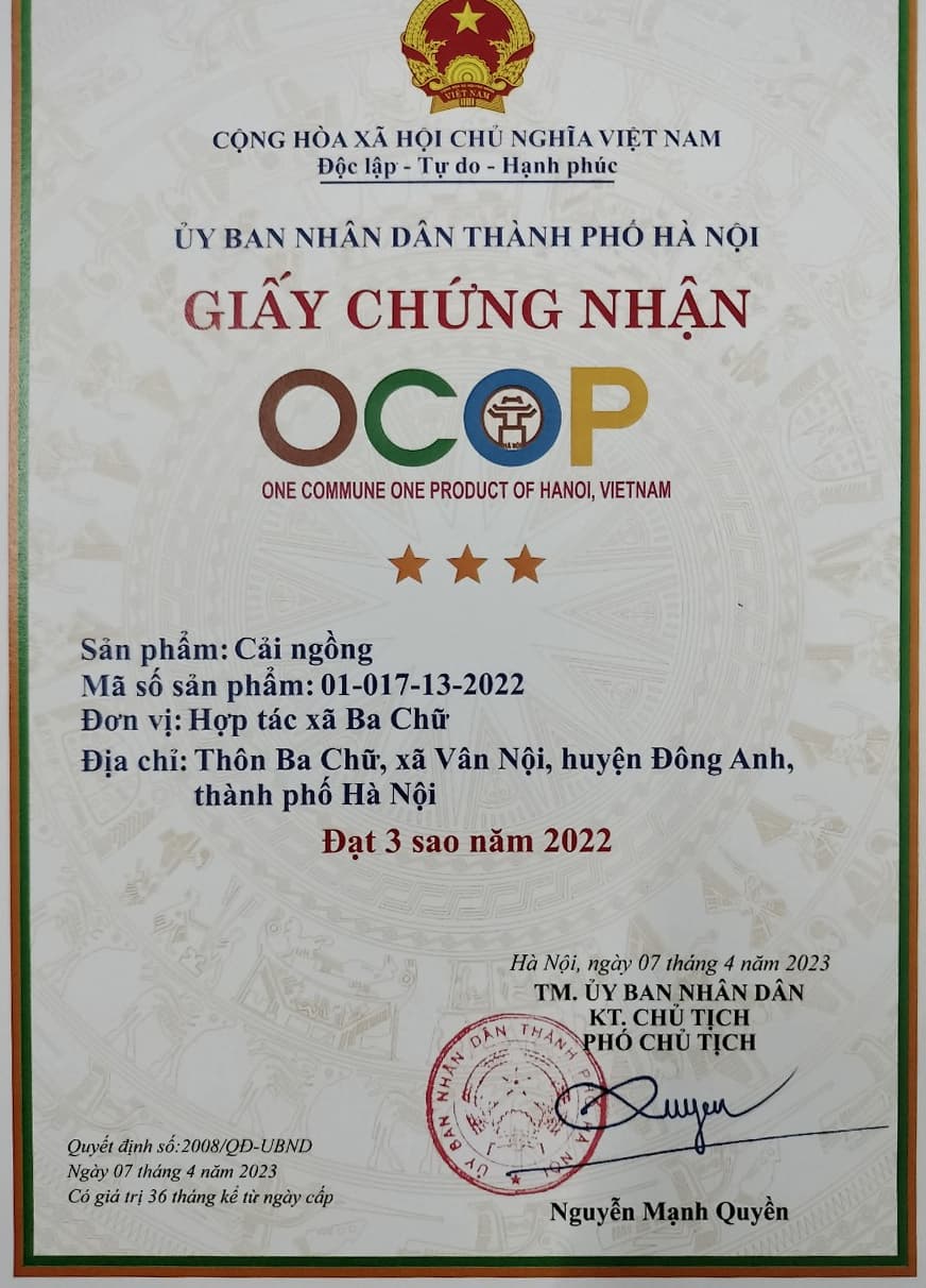 Giấy chứng nhận OCOP sản phẩm: Cải ngồng Ba Chữ