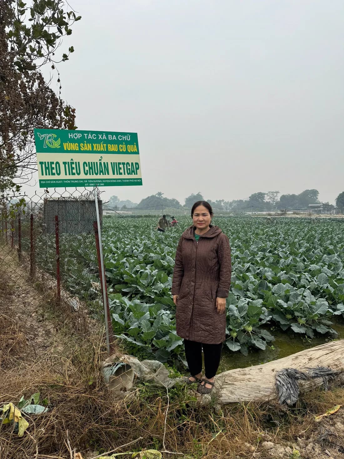 Vùng trồng theo tiêu chuẩn VietGAP