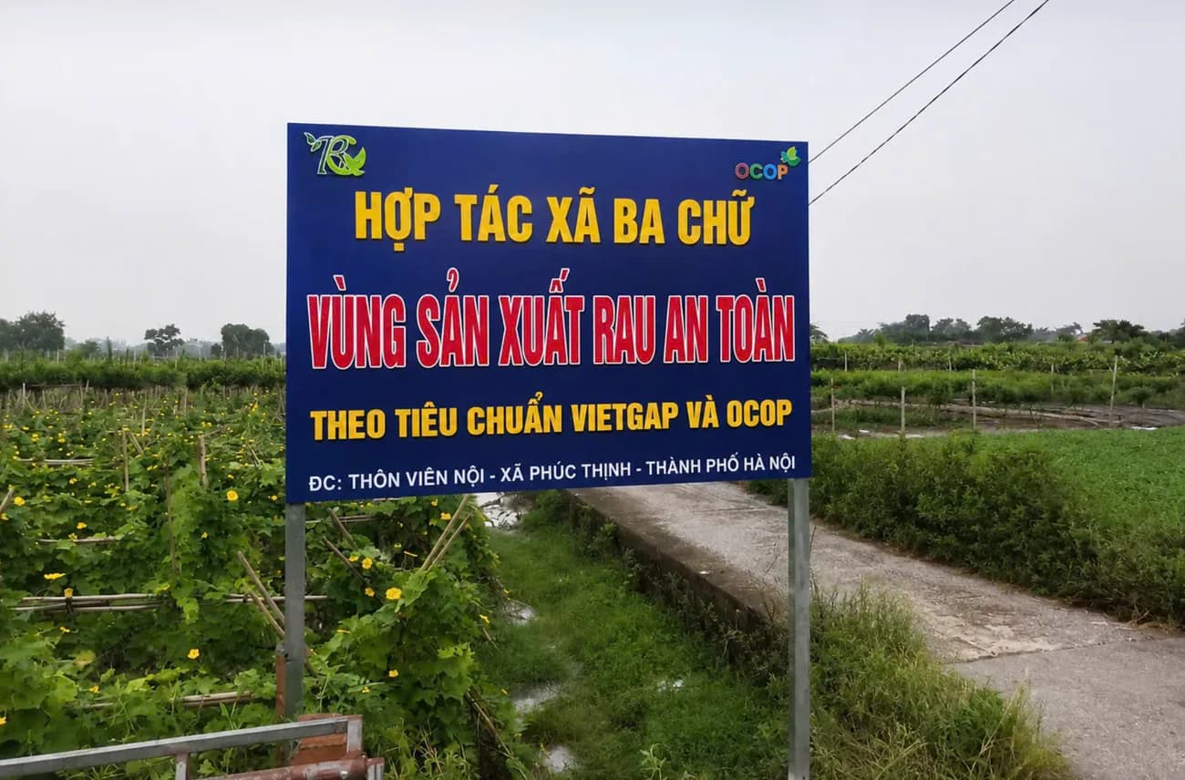 HTX Ba Chữ: liên kết vùng, nâng giá trị rau an toàn, giúp nông dân phát triển bền vững